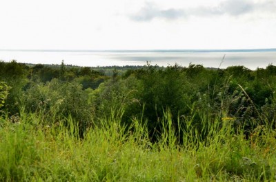 DSC_6565.JPG