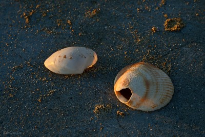 DSC_0359_f.JPG